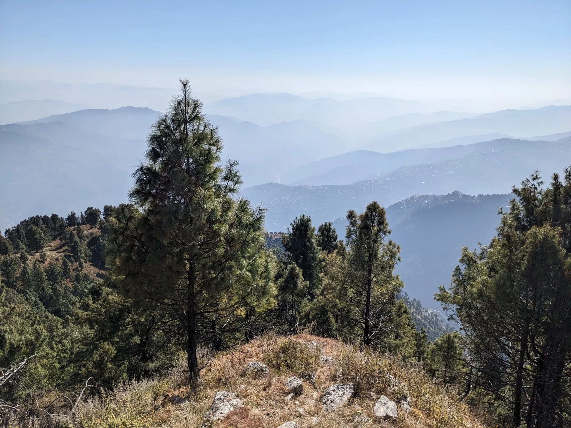 A lone pine on a grassy ridge top, looking out over rows of blue forested hills fading into haze.
