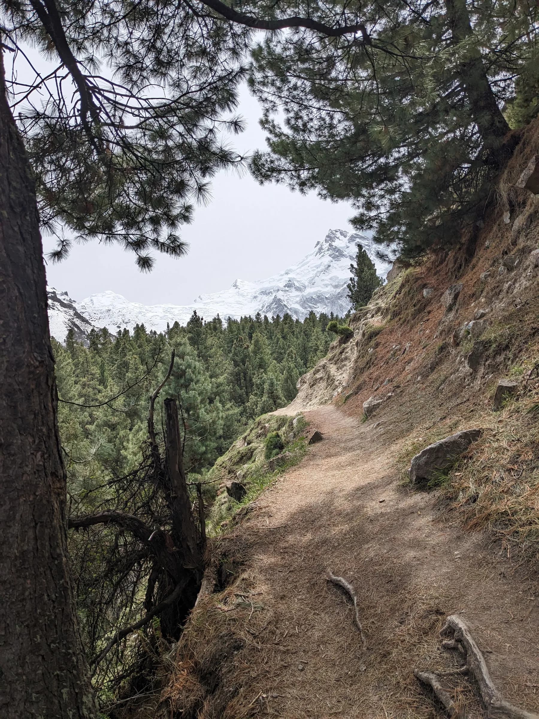 A narrow dirt trail climbing a forested slope of tall pines on the way up to Beyal Camp, with a snow capped peak showing through the trees.